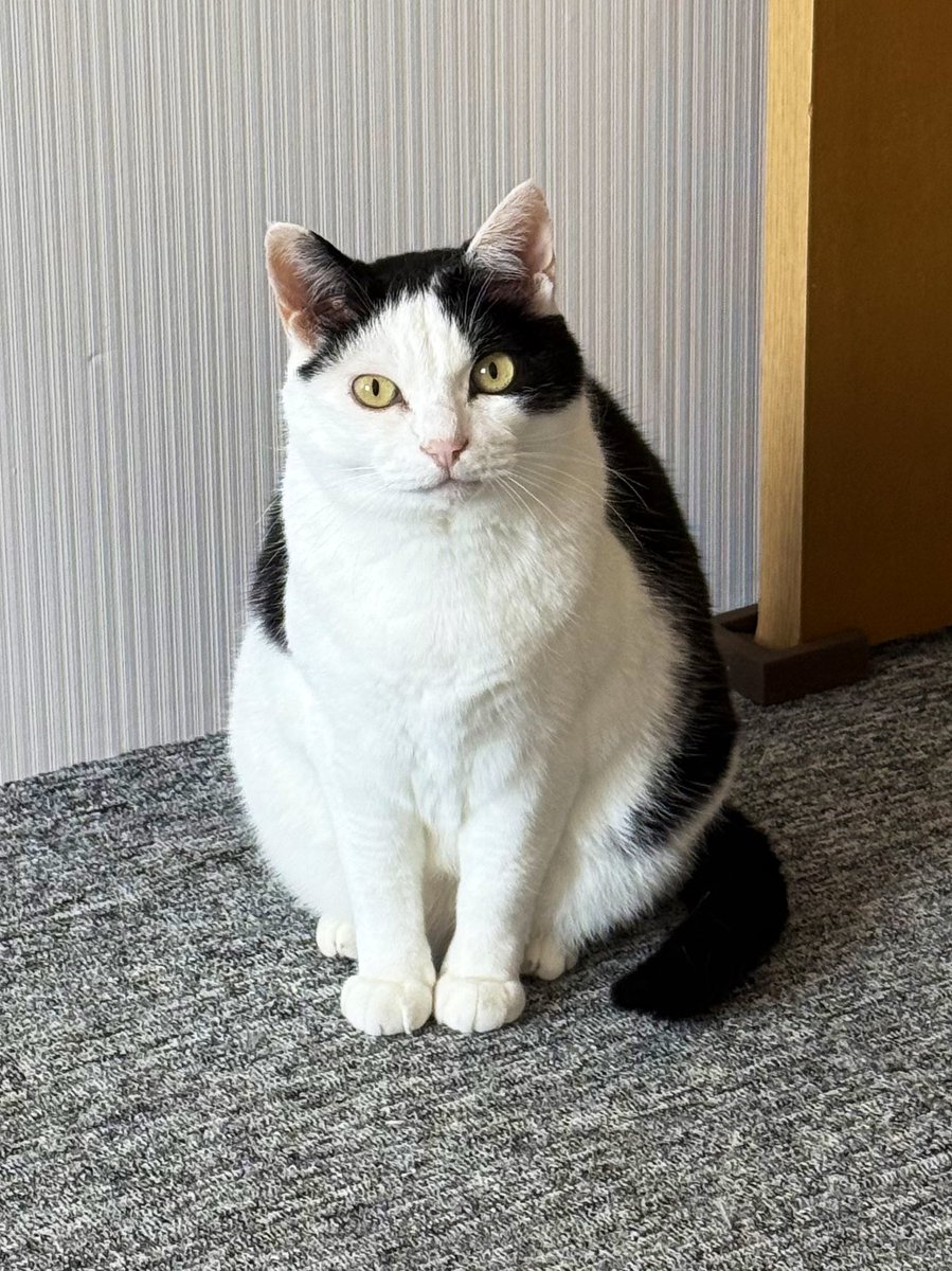 ねこナビ編集部 tweet media