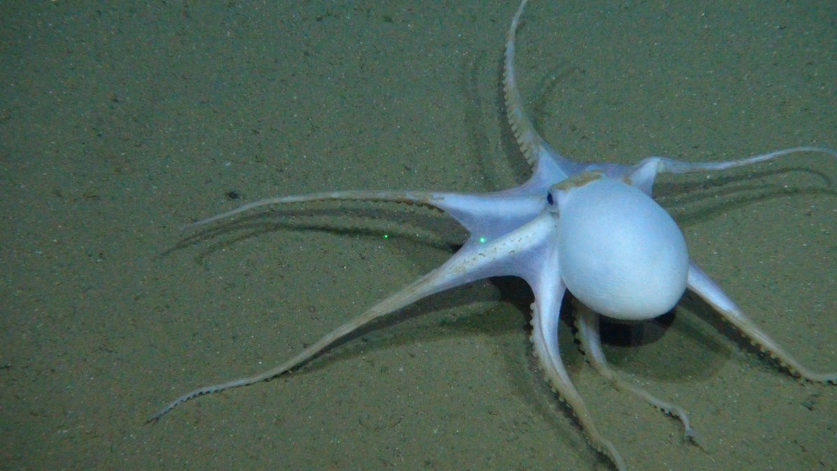 CephalopodToday's tweet photo. Some like it hot!

Vulcanoctopus hydrothermalis, as you might guess from its name, lives around hydrothermal vents. The water there gets hot, but these octopuses can survive in water as hot as 91°C.

They are also quite small, with a mantle length of less than 6 cm! https://t.co/BxmAucCUbK