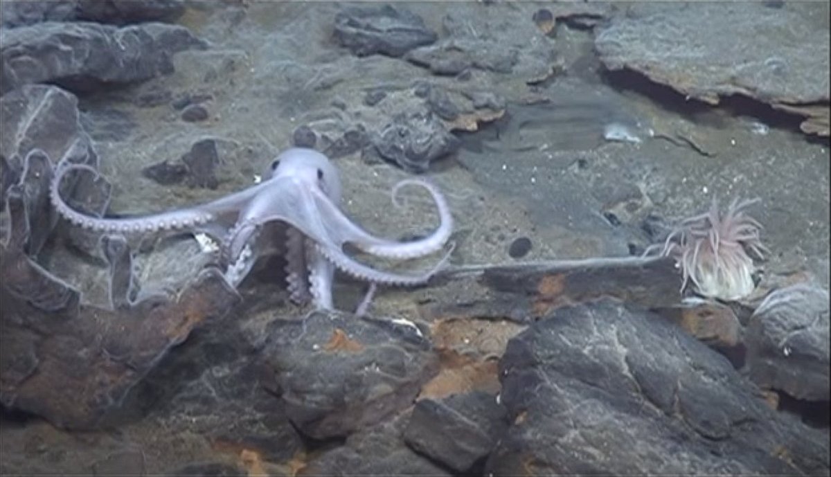 CephalopodToday's tweet photo. Some like it hot!

Vulcanoctopus hydrothermalis, as you might guess from its name, lives around hydrothermal vents. The water there gets hot, but these octopuses can survive in water as hot as 91°C.

They are also quite small, with a mantle length of less than 6 cm! https://t.co/BxmAucCUbK