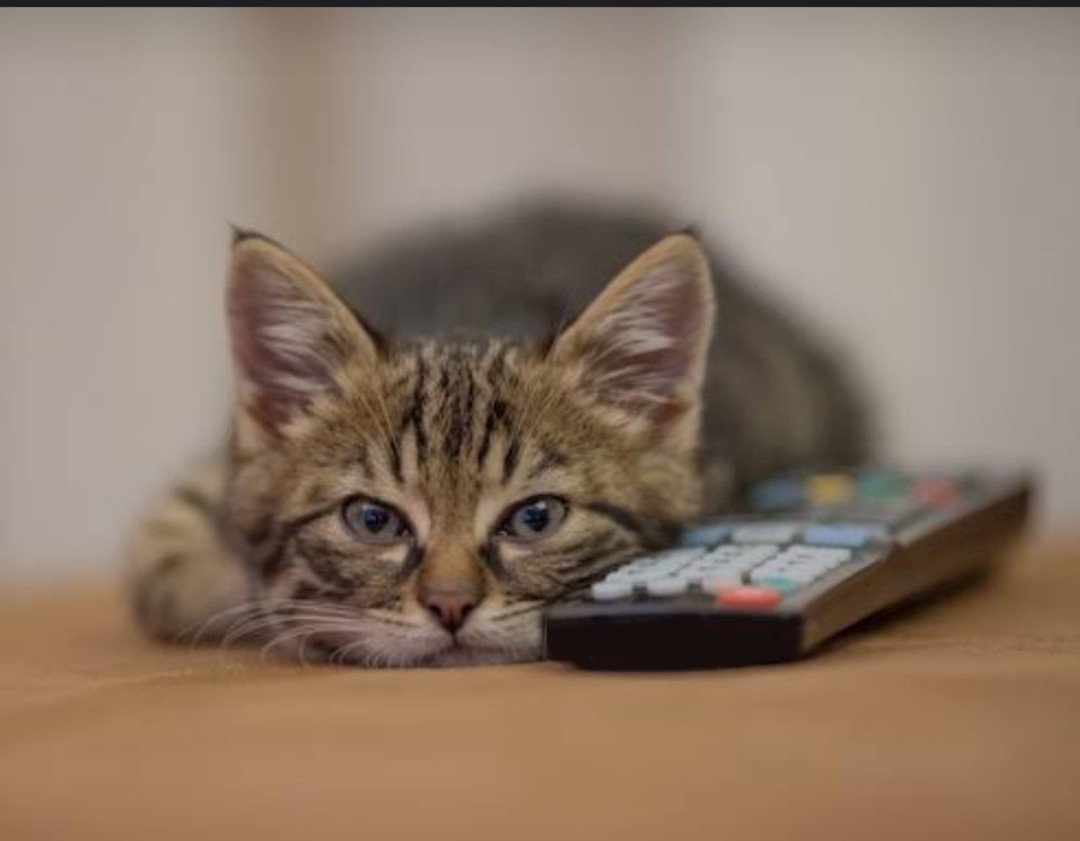 Me right now after staying up ALL NIGHT!! #AustralianGP #AusGP This #Hamilton will be the end of me👀