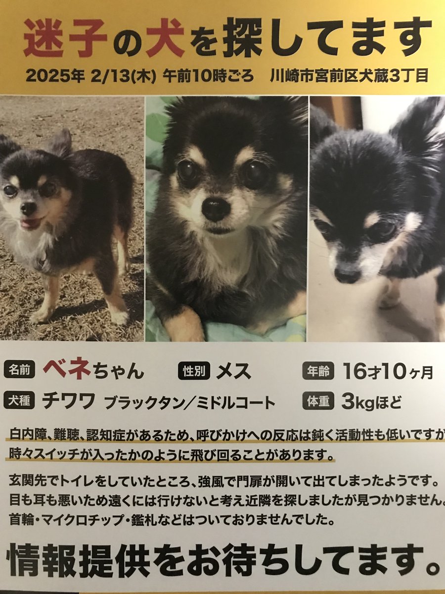 川崎市宮前区犬蔵3丁目1付近から2月13日午前10時頃に迷子になりました。ほとんど情報なく経過しています。
小さな事でも結構です。情報連絡お願いいたします。
#迷子犬　#迷い犬　#川崎市宮前区犬蔵　#川崎市多摩区　#川崎市麻生区　#横浜市青葉区
