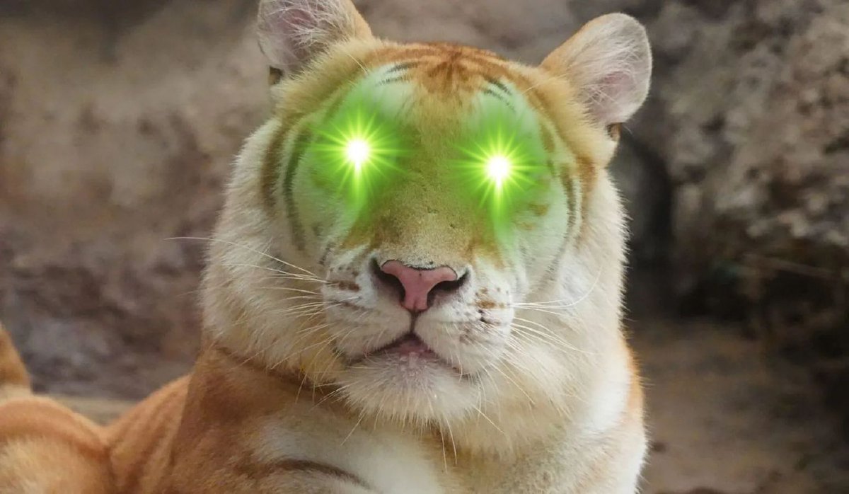 MrFirst1st's tweet photo. @avathecutetiger @BNBCHAIN Hello KUB 🐯🇹🇭💚🐋
CA : H1vAwYTZkL2Bq8tpS5DhC4pPJjhMLviH2ScGjuePpump

#AVA #AVACuteTiger #CTO #MemeCoin #1000x $AVA https://t.co/20PxQxDClL