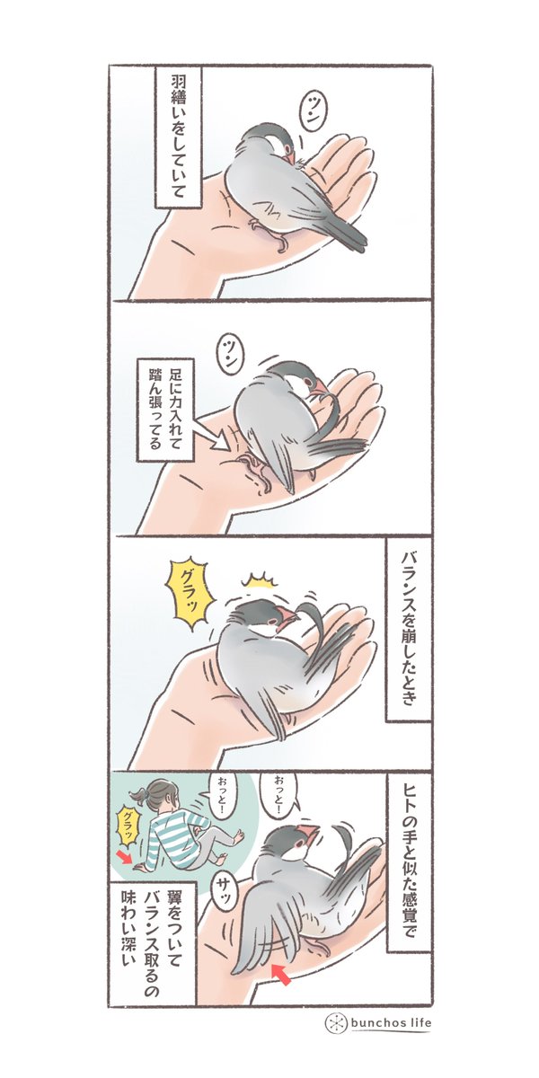 飛ぶ以外にも、体を支えたりバランスを取ったりと意外と便利に翼を使う小鳥
#文鳥 
#4コマ漫画 