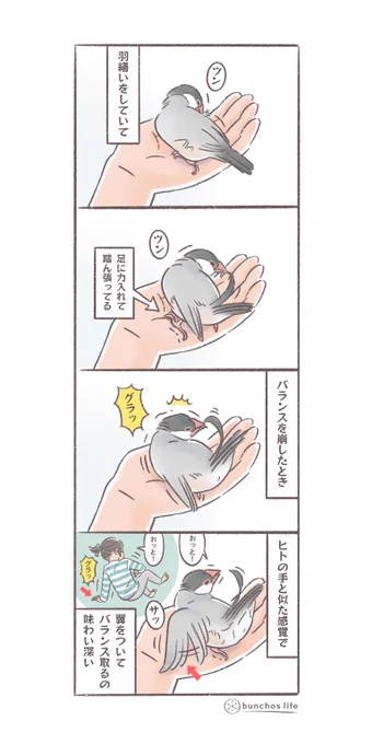 飛ぶ以外にも、体を支えたりバランスを取ったりと意外と便利に翼を使う小鳥
#文鳥 
#4コマ漫画 