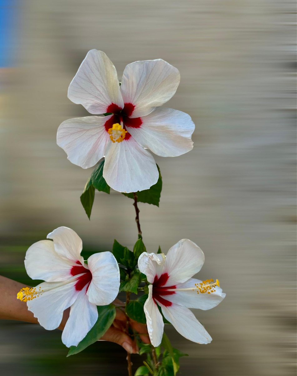 Las #flores de #mibarrio #cayena #islademargarita #Venezuela