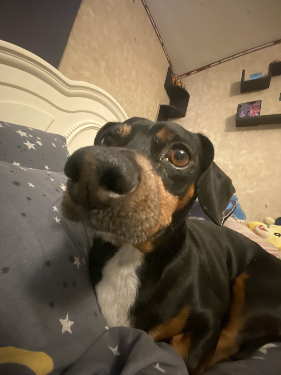 KIBBLEBITEZ's tweet photo. @russogoob throws my otto clone dog at you (politely) https://t.co/6RtmjfQmoT