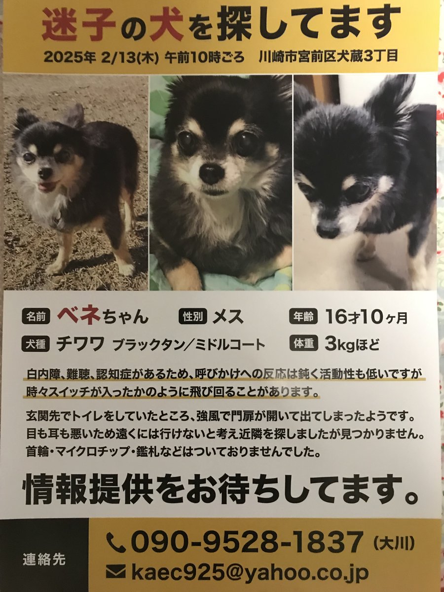 チワワのベネちゃん16歳🐶 高齢なので、白内障・難聴・認知症がある