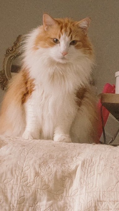 すごいおにぎりです 