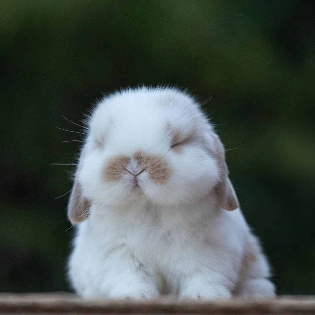 Bunnies tweet media