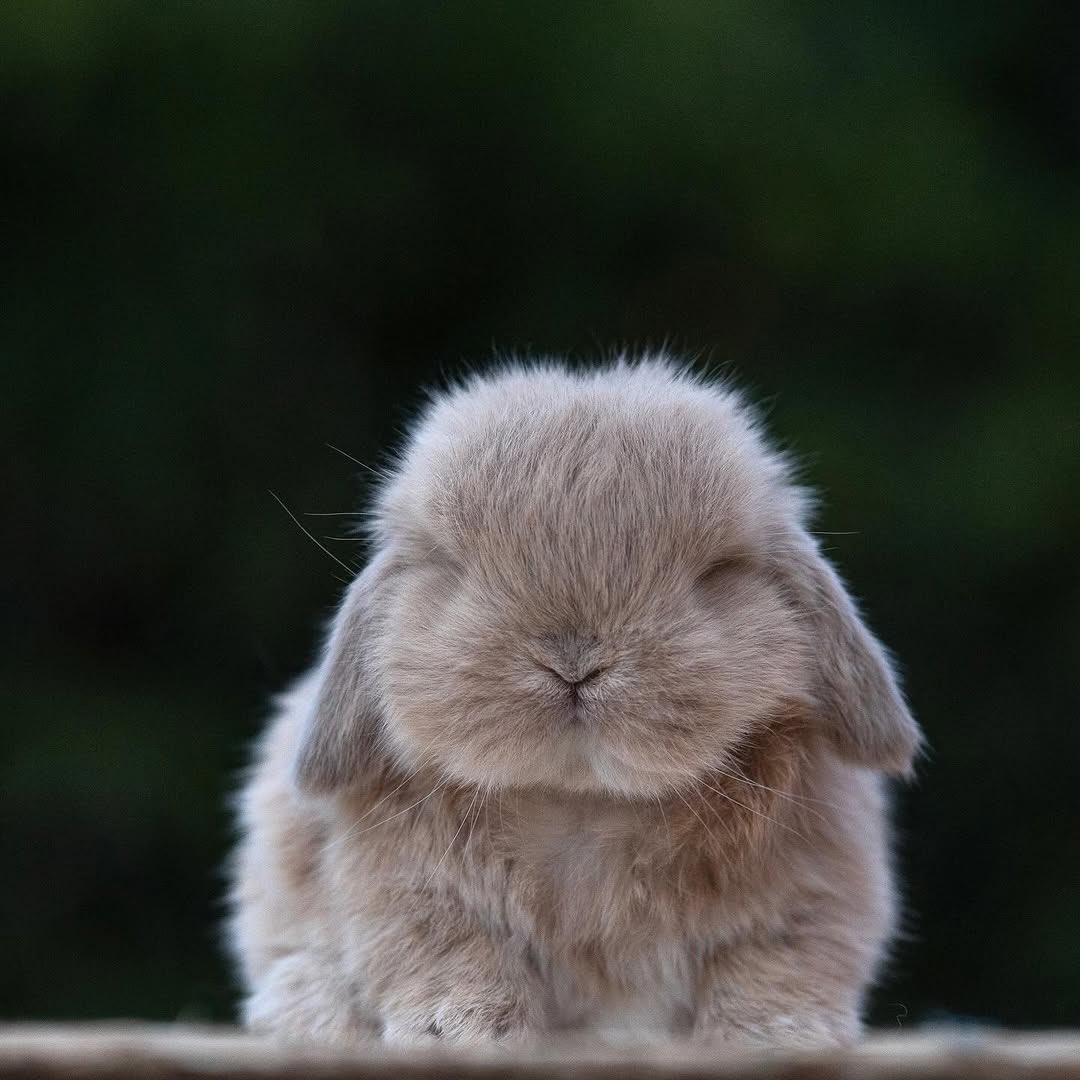 Bunnies tweet media