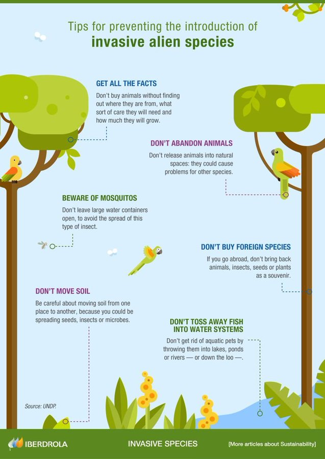 UNBiodiversity's tweet photo. Exotic species travel far from their habitats, often due to human activity or natural events. 🦜

Invasive species harm ecosystems, threaten food security, spread diseases, and impact economies. 🦟

Here are tips to prevent their spread👇via @iberdrola https://t.co/zoIL6KvWG3