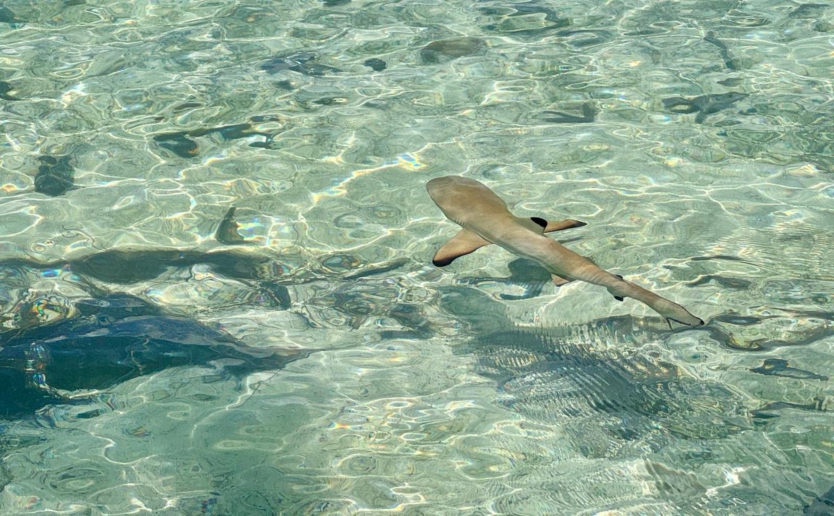 A day off … snorkelling &amp; a visit from a reef shark … definitely not research #GeorgeForster #FrenchPolynesia