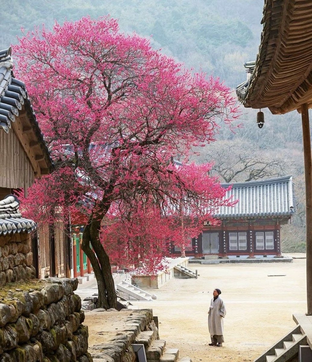 화엄사 홍매화가 만개한 풍광을 보려면 아마도 큰 덕을 쌓아야 될 듯.

평생 한 번 볼까말까한 풍경을 매년 볼 수 있는 사람도 있고,
누구에겐 버킷리스트인 것을 누구는 언제나 할 수 있는 사람도 있고,
누구에겐 마음으로만 흡모하는 이성과 평생을 함께 살아도 그 가치를 모르는 사람도 있다.