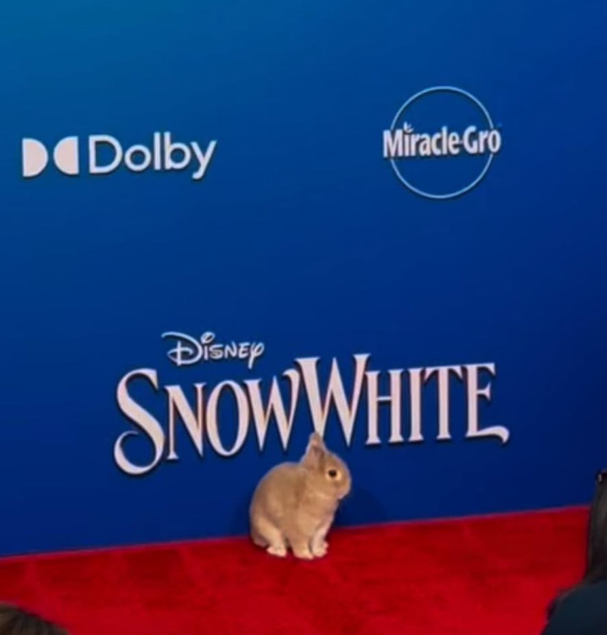 Snow White News tweet media