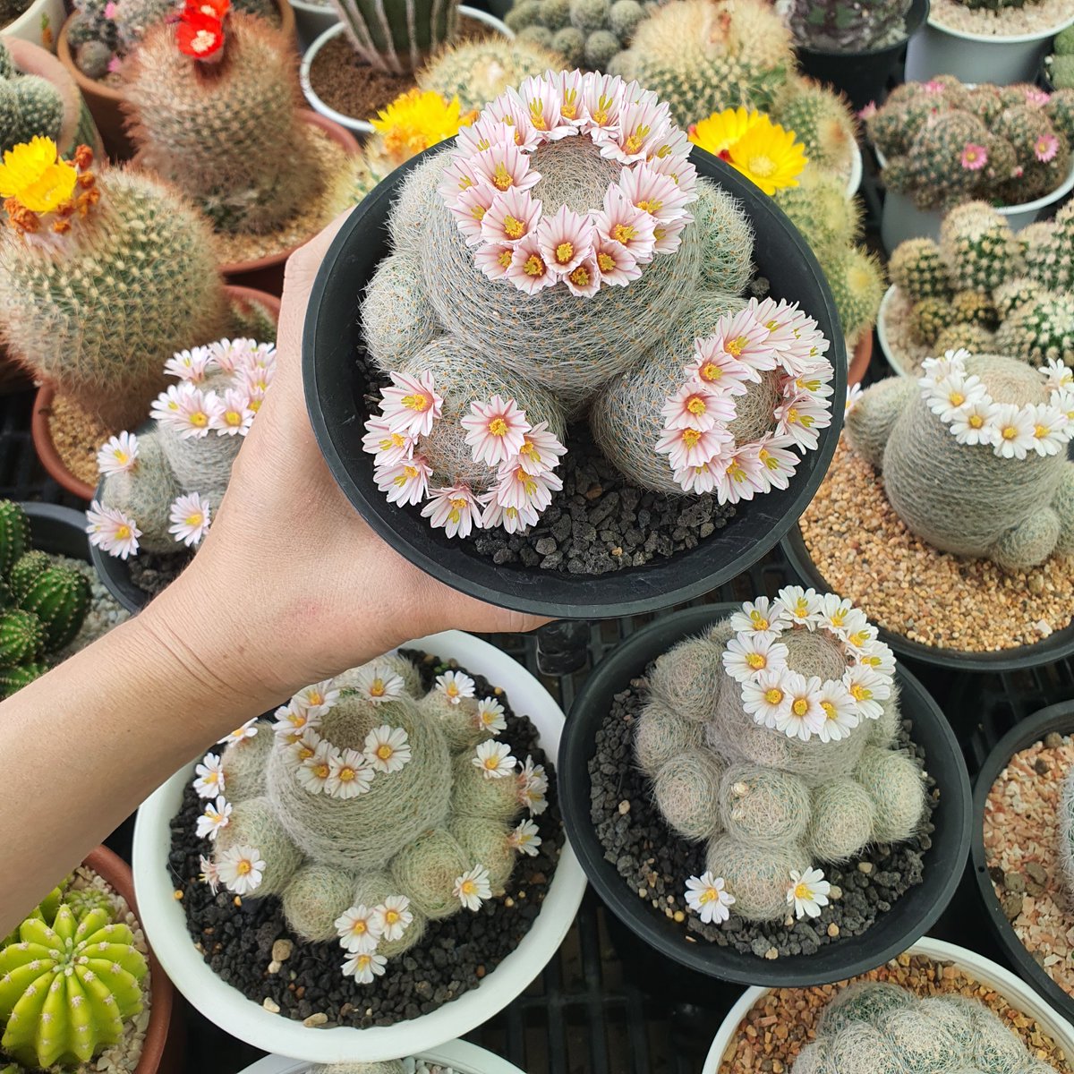 ฮักนะเเคคตัส ♡𝓁 𝓋𝑒 𝒸𝒶𝒸𝓉𝓊𝓈 (@Hukna_Cactus) / Posts / X
