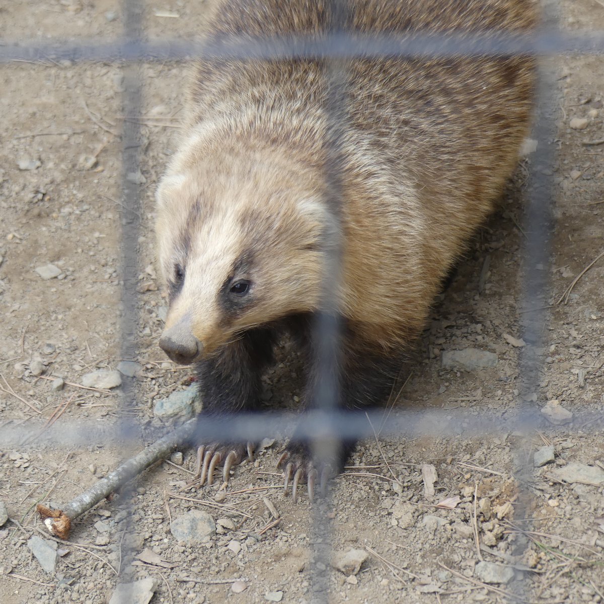 ニホンアナグマの展示を再開したので挨拶に行ってきました！ この日の