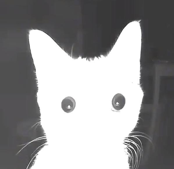 Theflashcat1's tweet photo. Are you enjoying the ride with us $ron The Flash Cat https://t.co/D7Jh26szTU