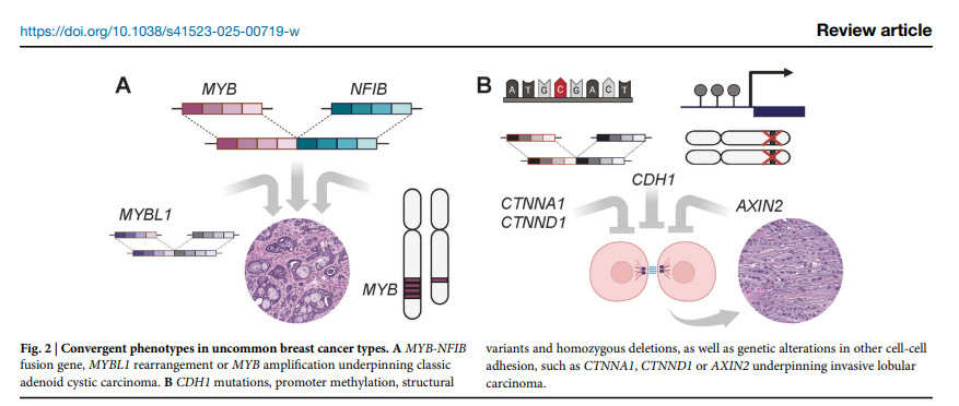 Dana-Farber’s Breast Oncology Center (@dfci_breastonc) on Twitter photo New <a href="/Nature_NPJ/">npj Journals</a> review👉Unraveling complexity and leveraging opportunities in uncommon #BreastCancer subtypes.
🔓pubmed.ncbi.nlm.nih.gov/39856067/
#JosePabloLeone <a href="/FresiaPareja/">Fresia Pareja</a> <a href="/EdiBrogi/">Edi Brogi</a> <a href="/ChristineDesme2/">Christine Desmedt</a> <a href="/HarigopalMalini/">Malini Harigopal</a> <a href="/catemarchio/">Caterina Marchiò</a>
<a href="/sofiamerajver/">Dr Sofia Merajver, MS, MD, PhD ☮️</a> <a href="/teamoncology/">Naoto T Ueno, MD, PhD</a> <a href="/HannahYWen/">Hannah Wen</a> <a href="/oesterreichs/">Dr. Steffi Oesterreich</a> New <a href="/Nature_NPJ/">npj Journals</a> review👉Unraveling complexity and leveraging opportunities in uncommon #BreastCancer subtypes.
🔓pubmed.ncbi.nlm.nih.gov/39856067/
#JosePabloLeone <a href="/FresiaPareja/">Fresia Pareja</a> <a href="/EdiBrogi/">Edi Brogi</a> <a href="/ChristineDesme2/">Christine Desmedt</a> <a href="/HarigopalMalini/">Malini Harigopal</a> <a href="/catemarchio/">Caterina Marchiò</a>
<a href="/sofiamerajver/">Dr Sofia Merajver, MS, MD, PhD ☮️</a> <a href="/teamoncology/">Naoto T Ueno, MD, PhD</a> <a href="/HannahYWen/">Hannah Wen</a> <a href="/oesterreichs/">Dr. Steffi Oesterreich</a>