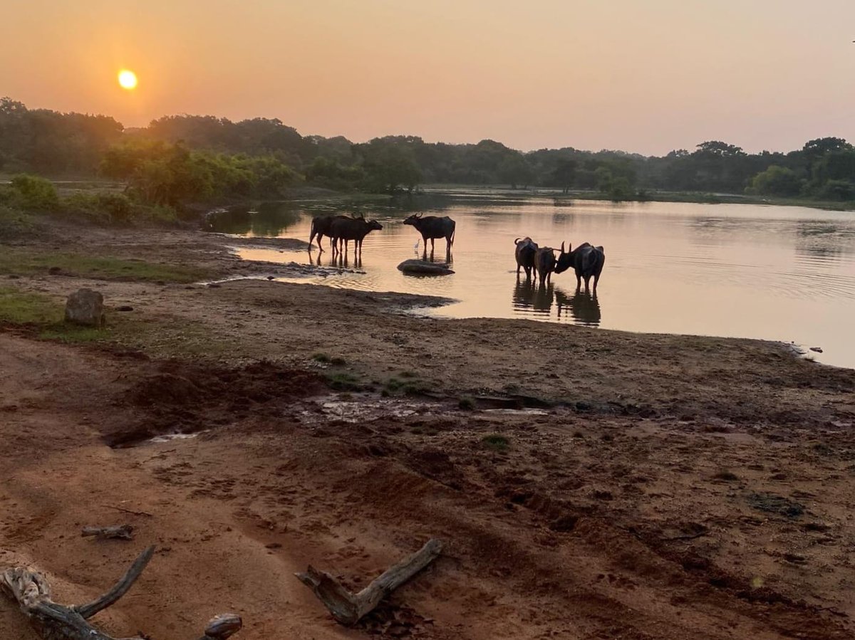 JemsTours's tweet photo. beautiful sunrise🌄
Yala National Park Sri Lanka 
Travel With Jems Tours https://t.co/kXSpO84B7k