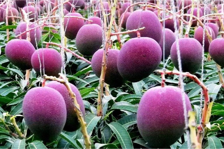 fruitrees_ug's tweet photo. Transform your backyard into a fruitful paradise! 🍓🍎 Planting fruits in your home compound not only beautifies your space but also provides fresh, homegrown goodness. It's a win for both your garden and your health! #HomeGardening #GrowYourOwn #FruitfulBackyard https://t.co/GotOGLWmpc