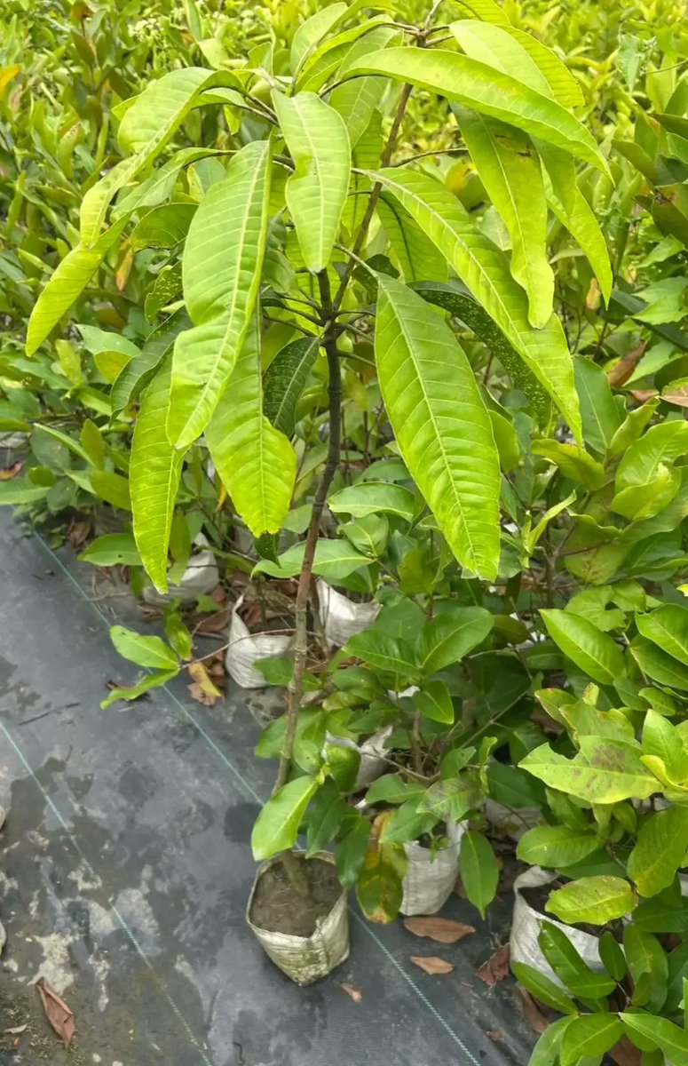 fruitrees_ug's tweet photo. Transform your backyard into a fruitful paradise! 🍓🍎 Planting fruits in your home compound not only beautifies your space but also provides fresh, homegrown goodness. It's a win for both your garden and your health! #HomeGardening #GrowYourOwn #FruitfulBackyard https://t.co/GotOGLWmpc