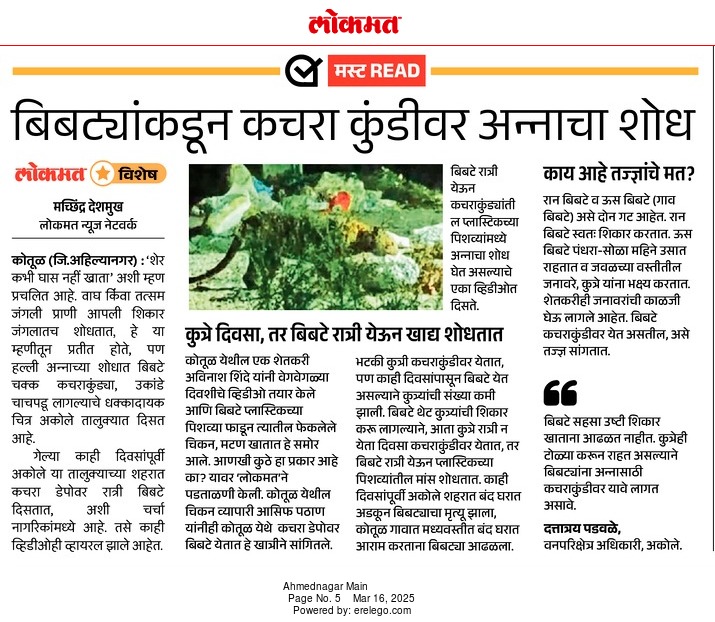 SudhirALanke's tweet photo. बिबटे जंगल शोधून अन्नासाठी चक्क कचराकुंडीवर येऊ लागले आहेत. अहिल्यानगर जिल्ह्यातील अकोले तालुक्यातील हा व्हिडिओ आहे. यासंदर्भात आम्ही लोकमतमध्ये आज बातमीही प्रकाशित केली आहे.
#leopard #malnourished #lokmat 

@CMOMaharashtra @PMOIndia https://t.co/9qIiffKPB3