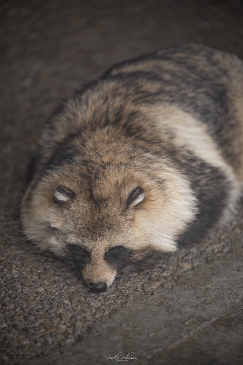 Saki@道東暮らし tweet media