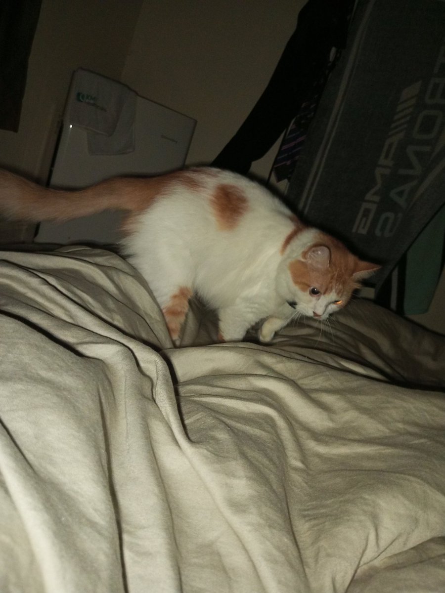 mediocreoboy's tweet photo. Boboi pelik kenapa ada extra pair of legs there😹 https://t.co/QvSvpgGKDe