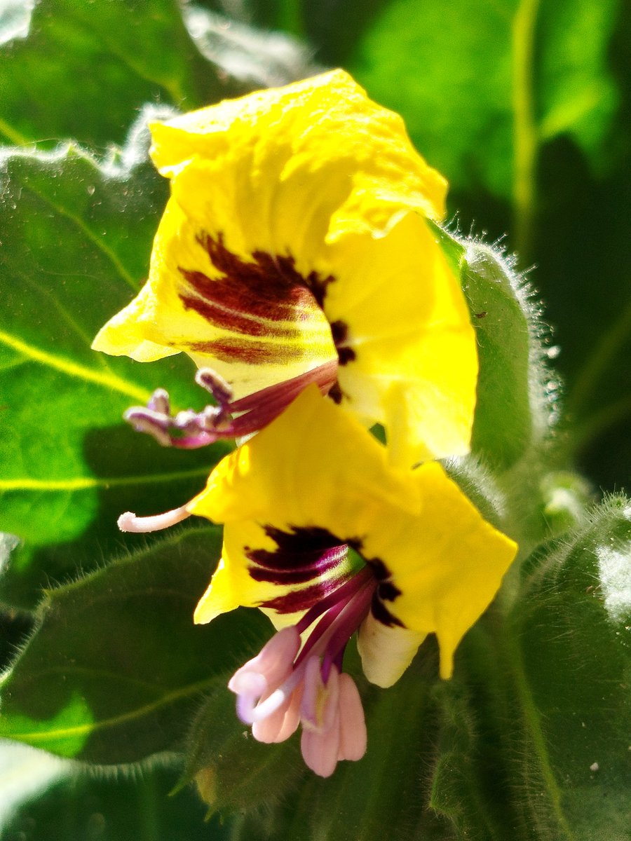 <a href="/arya_paleous2/">ARYA PALEOUS photo</a>