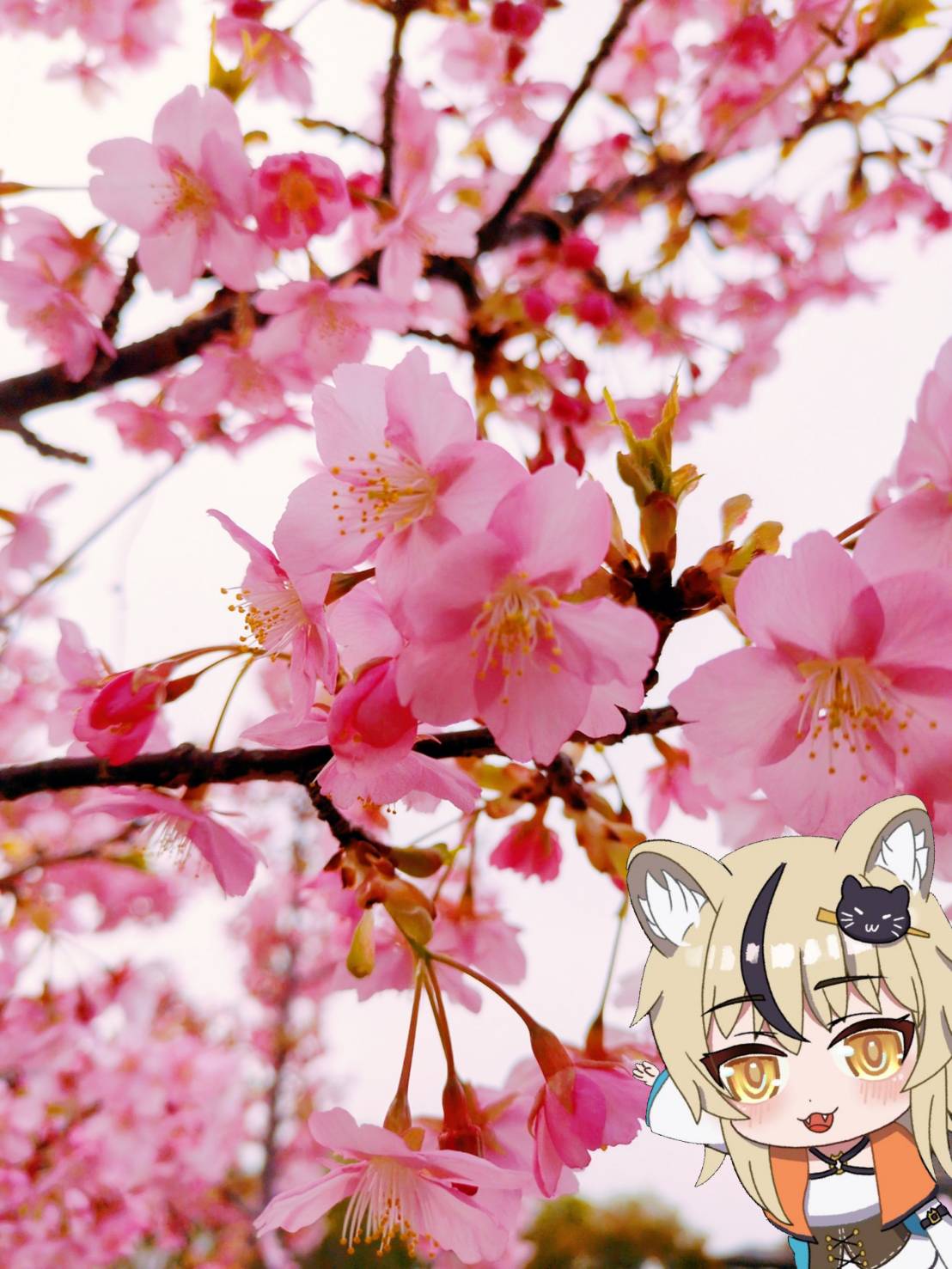 楽天市場】こぐまちゃん ぬいぐるみ お座りM わかやまけん