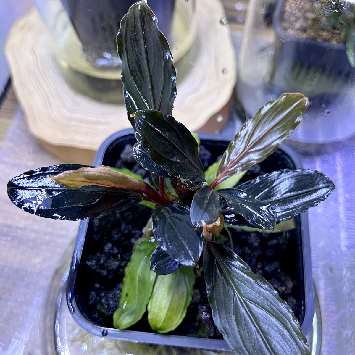 Bucephalandra kishii【AZ0420-6】 Bucephalandra kishii【AZ0420-6