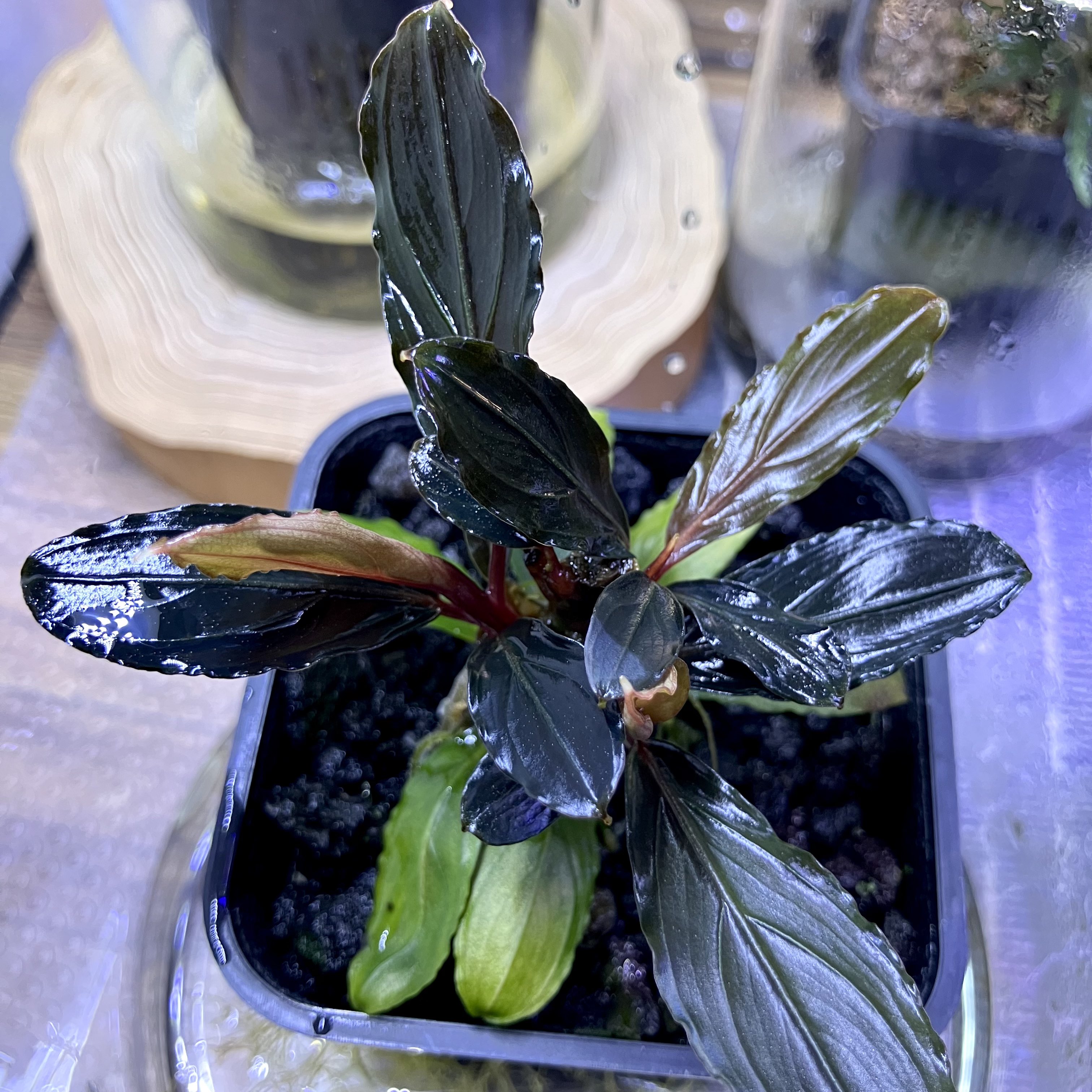 正規タグ付き Bucephalandra kishii from Kapuas【AZ0420-6