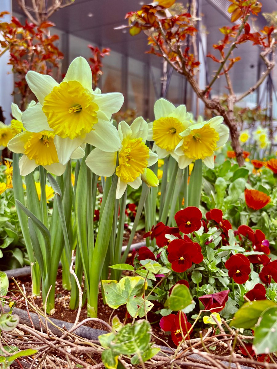 aki_dondondon's tweet photo. スイセンの花言葉は“希望”
新しい始まりの予感に胸が弾む

また明日から頑張ります https://t.co/QTPylQ17kX