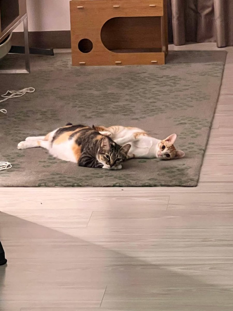 cats_rehome's tweet photo. 📌BANGSAR SOUTH

Cat Lovers 🐈  Adoption. 
1 Prince (Tigger)🐈 & 
1 Princess (Beanie) 🐈 & 
2 Queen (Bella & Fergie) 🐈. 

1. All cats have been deflea’d, dewormed, and vaccinated
2. All cats have been socialized with both male and female cats  of varying ages to make for a smoother transition into their new homes.
3. They have all been spayed and neutered.
4. Cats are well feed with good can food + biscuits and well taken care by owner.

Pls feel free to Whatsapp Mark ( Cat Owner)
 +1 (704) 578-9979
 for further information. Location in Bangsar South. Owner need to give away bcos need to leave for work and no one taking care of the cats. 

 Thanks everyone & God Bless 🙏🏻