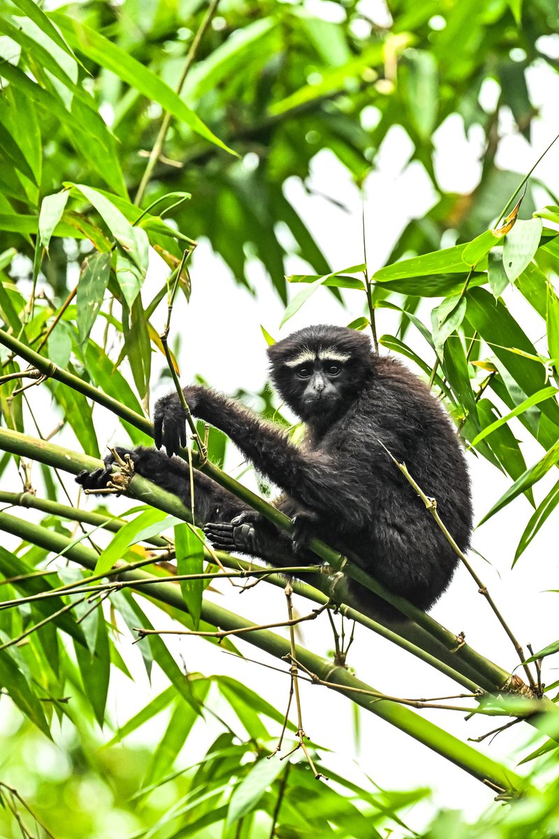 cmpatowary's tweet photo. Majestic and elusive: A Western Hoolock Gibbon perched among the lush forests of Assam. The only ape species found in India, these arboreal species are a symbol of the region’s rich biodiversity. 

📸: N. Dhiraj Singha https://t.co/mEBlwJRysy