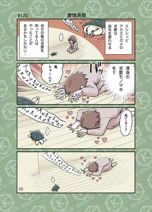 亀飼い4コマ「愛情表現」 