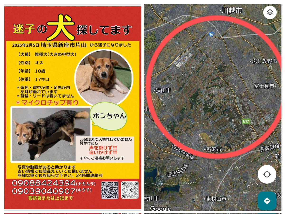 目撃された方へお願いです🙏🏼咄嗟に難しいかもしれませんが、写真・動画があると非常に助かります。情報をもらって確認しに行くとキツネだったというケースが増えてきています。宜しくお願いいたします🙇🏻‍♀️#拡散希望 #迷子犬 #迷い犬 #逃走 #三芳町 #ふじみ野市 #富士見市 #所沢市  #川越市