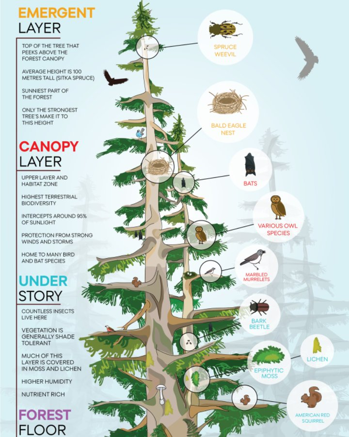 Learning about #biodiversity in your classroom? 

Check out this colourful infographic by <a href="/CanGeo/">Canadian Geographic</a> about the layers of life found in an old growth forest. 

Find the full version here: bit.ly/3wJUUxR🌲