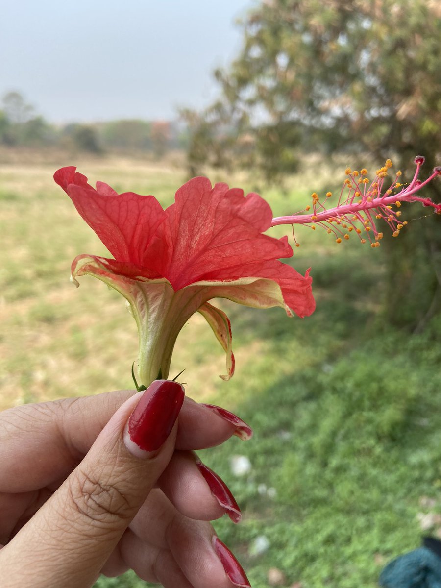 Sweekruti1's tweet image. A beautiful natural mutation in this hibiscus I got from our backyard . The sepals are elongated and colourful. 🌺

#mutation #nature