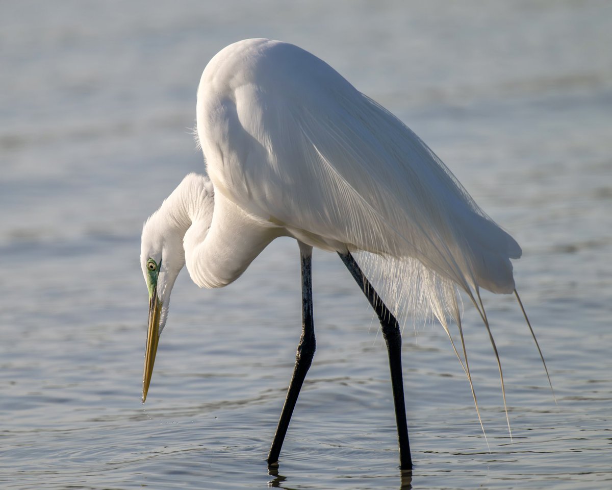 give_henry's tweet image. Great Egret
Hunting for supper