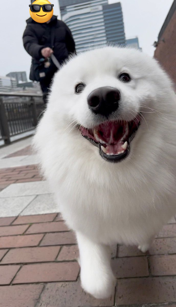 THE DAZS ダッツファミリーCh. tweet media