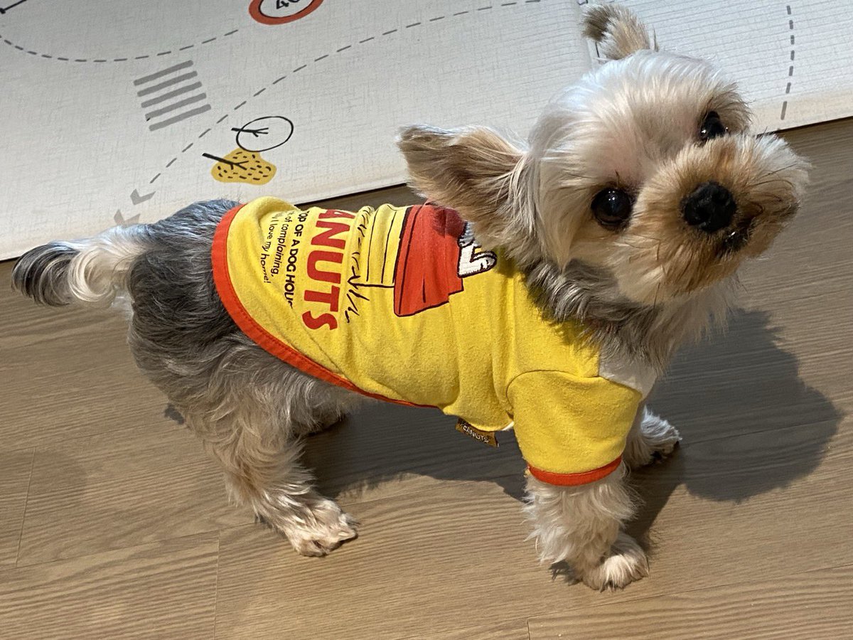 슬리핑라이언 tweet media