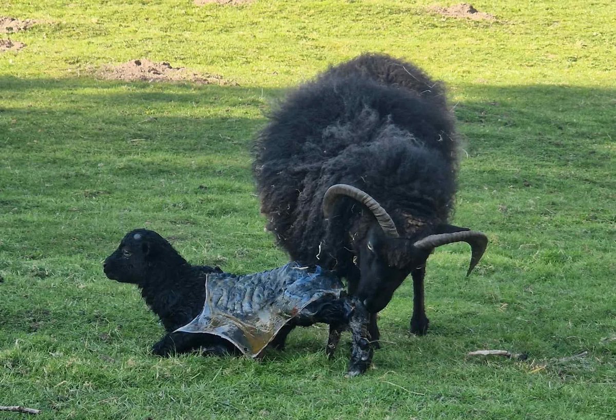 Vale of Clwyd Ramblers tweet media