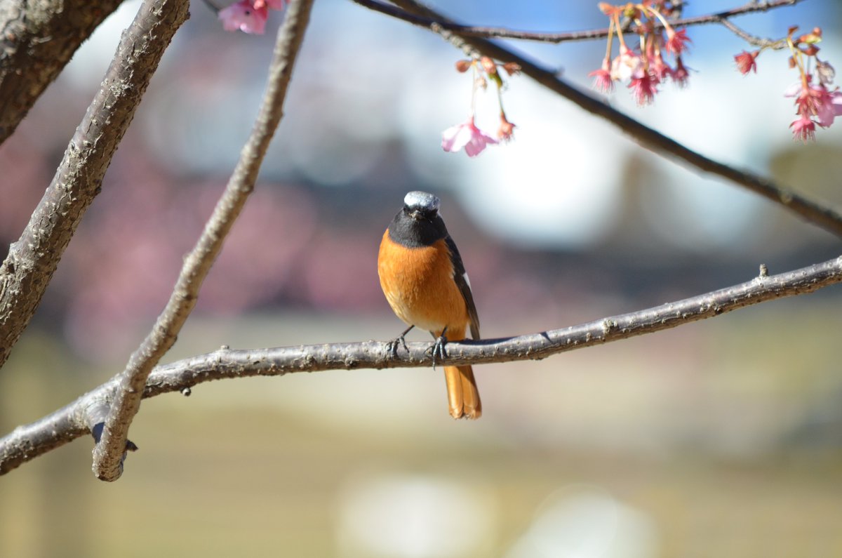 jombeie's tweet photo. 2月下旬の公園の野鳥たち
#野鳥 #野鳥撮影 https://t.co/pspOxIJHLk