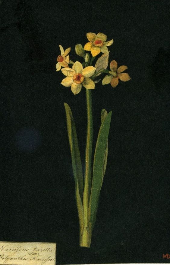 Mary Delany, Narcissus, 1776, English Bluestocking and artist, known for her botanical 'paper-mosaicks' #womensart