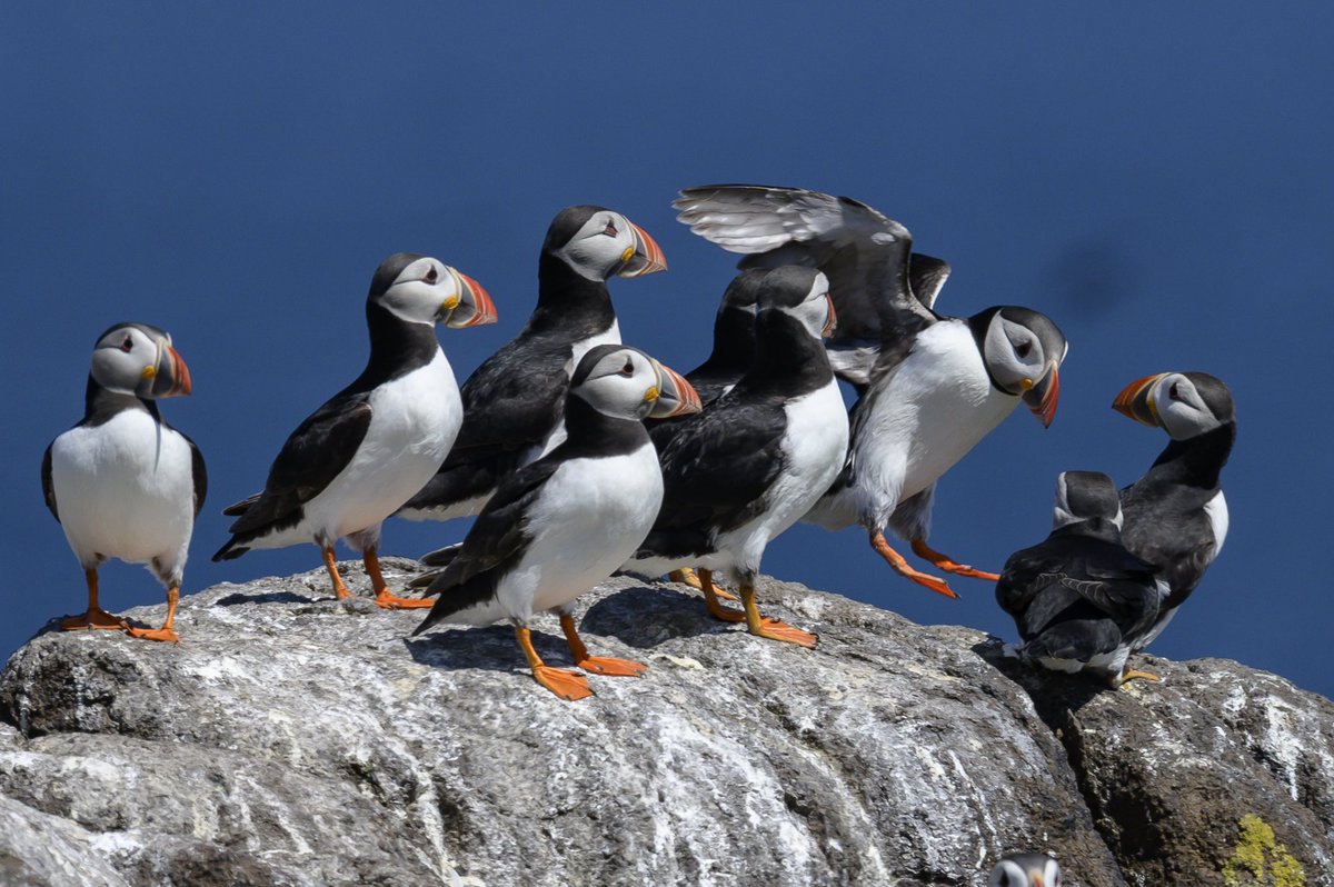 VisionsScotland's tweet photo. @SteelySeabirder Puffins to brighten up #SuperSeabirdSunday https://t.co/sJOiNI58pb