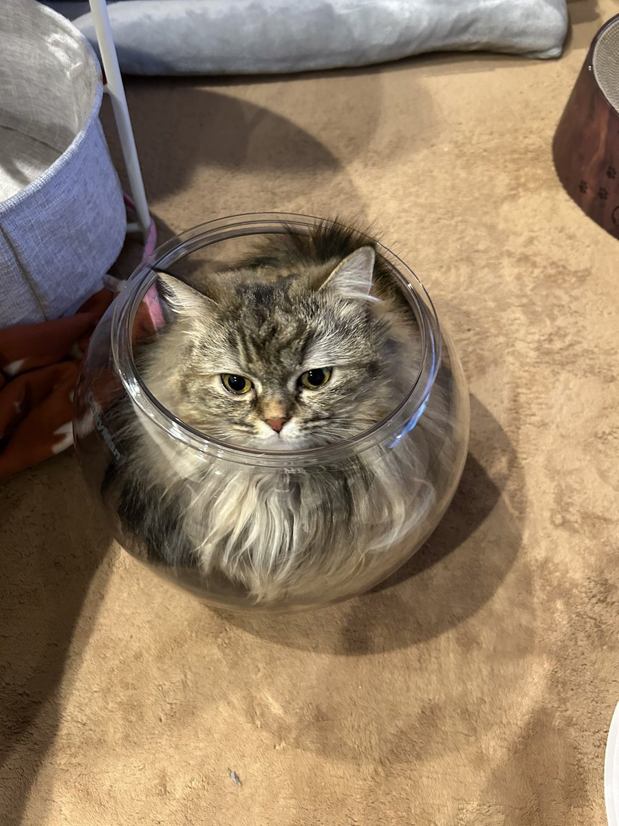menmatoudon's tweet photo. 大谷翔平みてきた🐱 https://t.co/qulF7cnfog