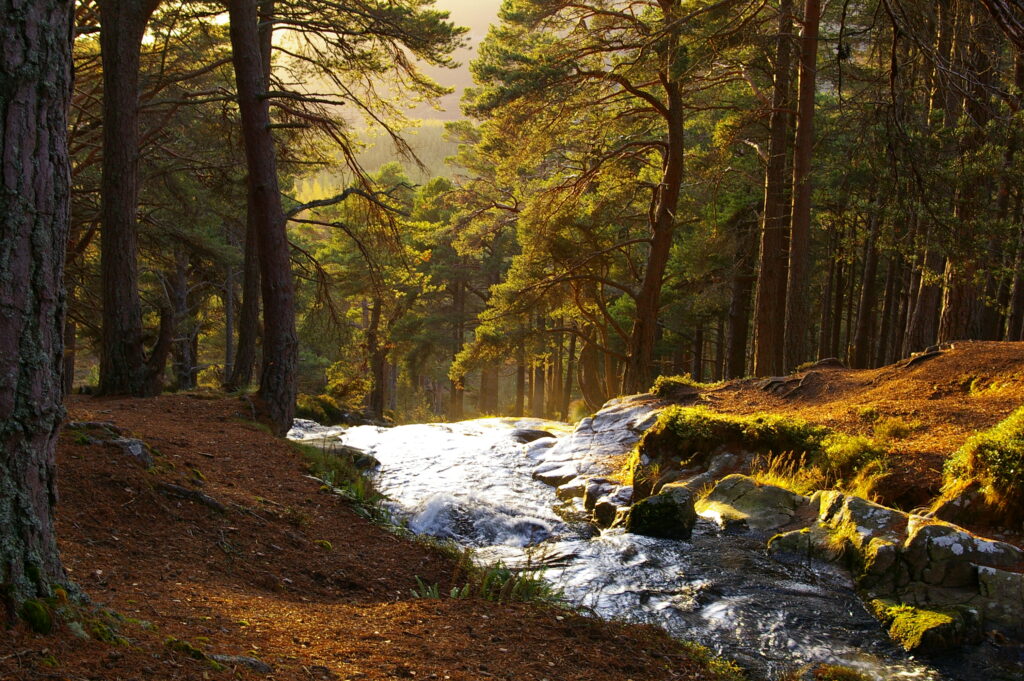 arobeebee's tweet image. (New fic!)
Vampire AU - Kim Coven 'verse

Seasons Change (yet beside you I remain) 🦇

Immortality is both a blessing and a curse. Immune to the slow decay of time, Namjoon has come to know the ache of love and loss more keenly than most - yet through it all, he has the coven.