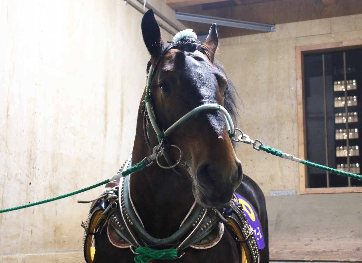 ぱんにゃ 絵馬 ぱんにゃ 絵馬 ぱんにゃ 絵馬 WindStallion_-