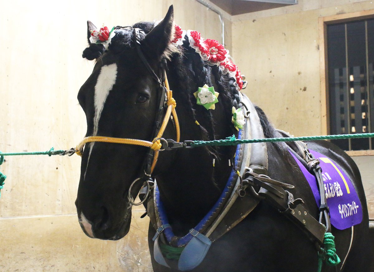 ばんえい十勝 on X: 